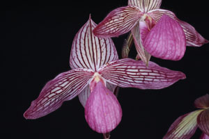 Paph. Gloria Naugle 'Huntington' AM 82 pts.